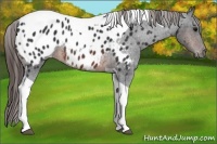 Horse Color:Brown Tobiano Appaloosa 