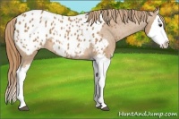 Horse Color:Chestnut Splash Appaloosa 