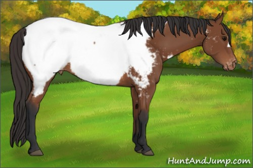 Horse Color: Bay Near Fewspot 