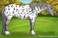 Horse Color:Brown Appaloosa 