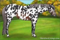 Horse Color:Brown Near Leopard 