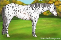 Horse Color:Brown Appaloosa 