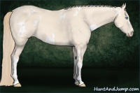 Horse Color:White Spotted Perlino 