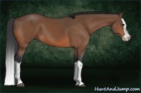 Horse Color:Bay Splash 