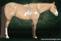 Horse Color:White Spotted Amber Champagne 