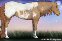 Horse Color:Chestnut Snowcap 