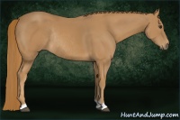 Horse Color:Chestnut Rabicano 