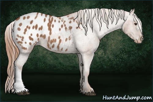 Horse Color: Chestnut Blanket Rabicano 