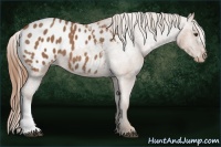 Horse Color:Chestnut Blanket Rabicano 