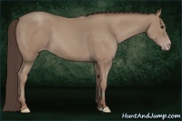 Horse Color:Classic Champagne 