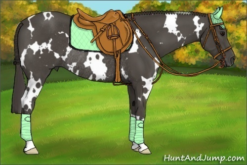 Horse Color:White Spotted Smoky Black Rabicano 