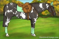 Horse Color:White Spotted Smoky Black Rabicano 