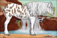 Horse Color:Liver Red Dun Splash Appaloosa