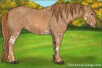 Horse Color:Liver Red Dun Splash  Brindle