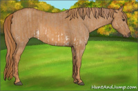 Horse Color:Red Dun Splash  Brindle