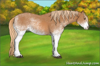 Horse Color:White Spotted Chestnut 