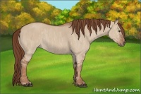 Horse Color:Red Dun Splash  Brindle