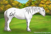 Horse Color:Brown Tobiano Blanket 