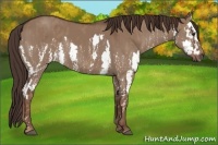 Horse Color:Liver Red Dun Splash  Brindle
