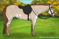 Horse Color:Red Dun Splash  Brindle