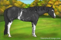 Horse Color:White Spotted Black Sabino Rabicano 