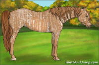 Horse Color:Red Dun Splash Brindle