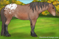 Horse Color:Bay Appaloosa