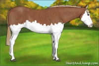 Horse Color:Chestnut Splash  Brindle