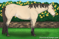 Horse Color:Buckskin Dun 