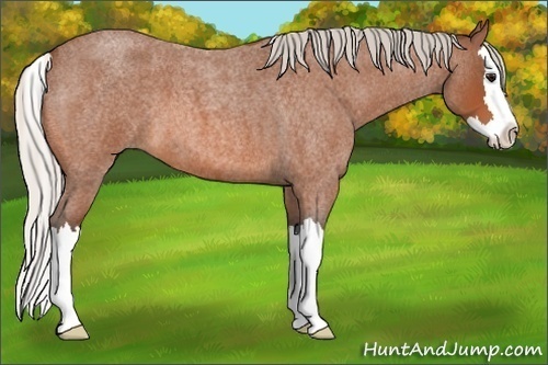 Horse Color:Silver Bay Roan Splash 