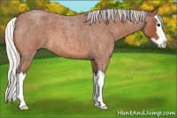 Horse Color:Silver Bay Roan Splash