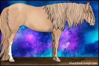 Horse Color:Gold Champagne 