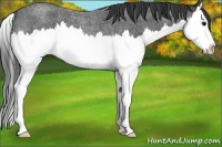 Horse Color:Blue Roan Splash 