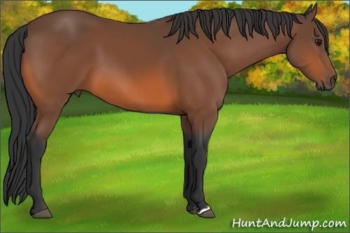 Horse Color: Bay 