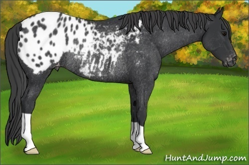 Horse Color: Black Blanket Rabicano 
