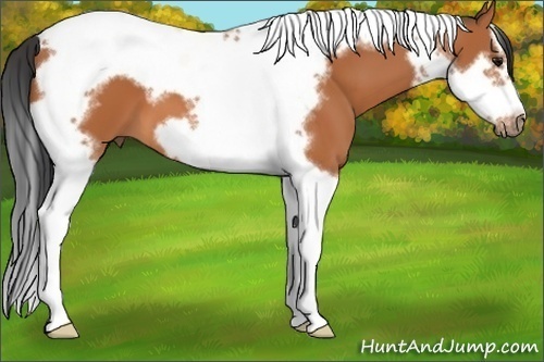 Horse Color: Bay Splash Tobiano Frame 