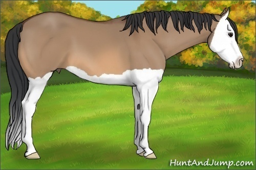 Horse Color: Bay Dun Splash 