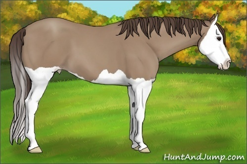 Horse Color: Classic Champagne Splash 