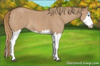 Horse Color:Red Dun Splash  Brindle