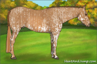 Horse Color:Red Dun Splash  Brindle