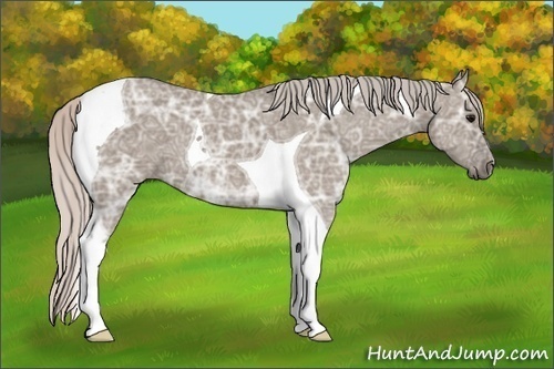 Horse Color: Silver Grullo Ice Tobiano 