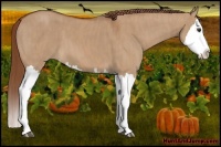 Horse Color:Red Dun Splash  Brindle