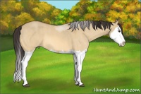 Horse Color:Buckskin Dun Splash  Brindle