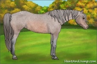 Horse Color:Bay Varnish 