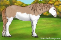 Horse Color:Red Dun Splash  Brindle