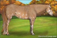 Horse Color:Red Dun Splash  Brindle
