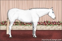 Horse Color:Buckskin Splash Fewspot 