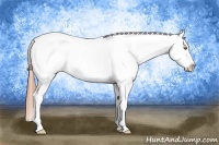 Horse Color:Amber Champagne Ice Appaloosa