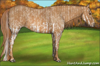 Horse Color:Red Dun Splash  Brindle