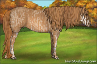 Horse Color:Red Dun Splash  Brindle